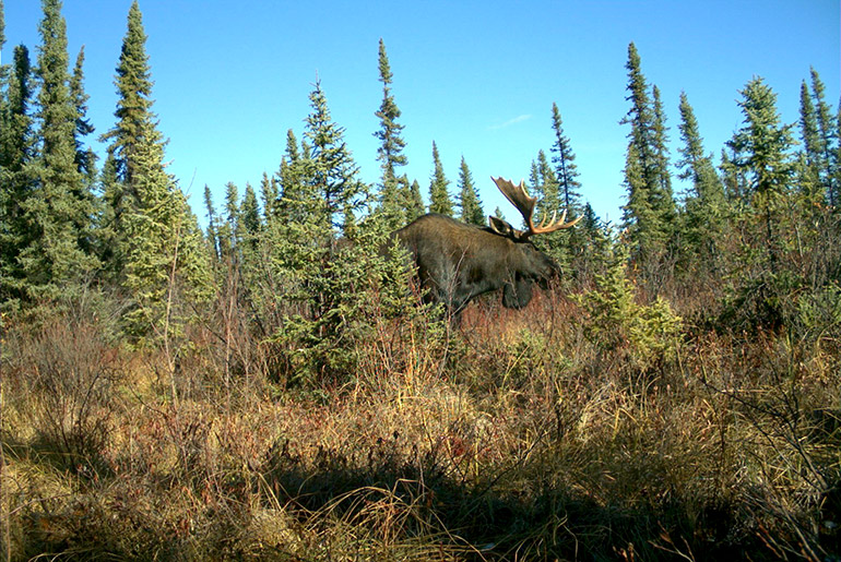 Caribou have a lower population growth rates relative to moose, and are not as resilient, making them more susceptible to landscape changes.