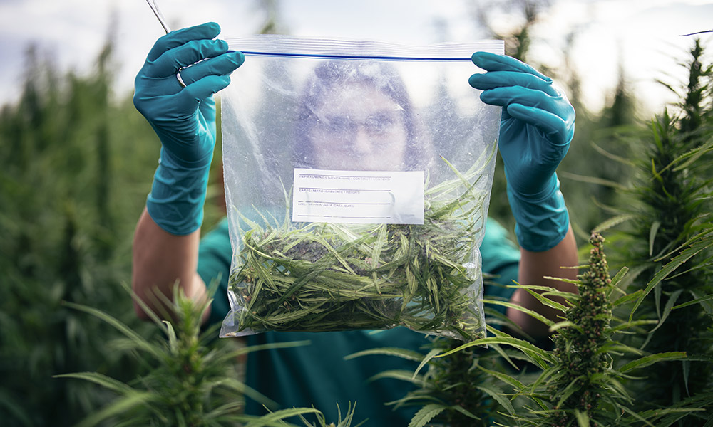 Female Scientist Examining Cannabis