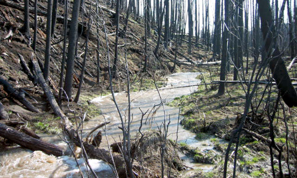 A stream creating a new path amidst wildfire remains