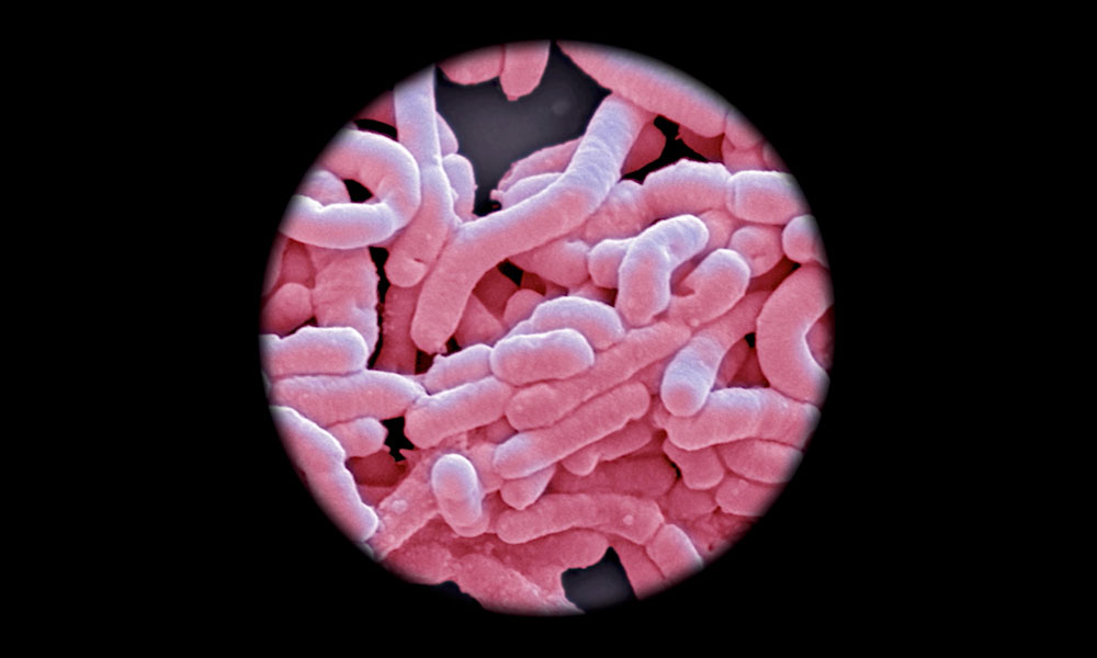 Close up of gut microbes