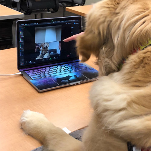 A golden retriever looks at a laptop screen