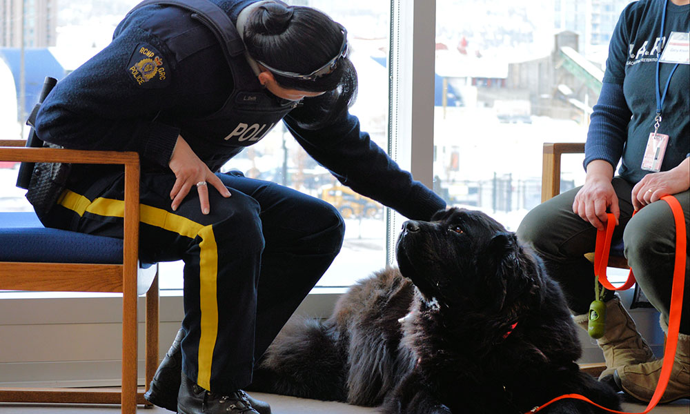 Emmi, a Newfoundland, sits with an RCMP officer
