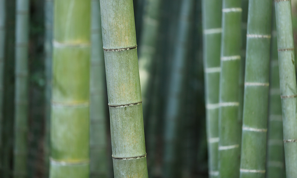 Green bamboo shoots