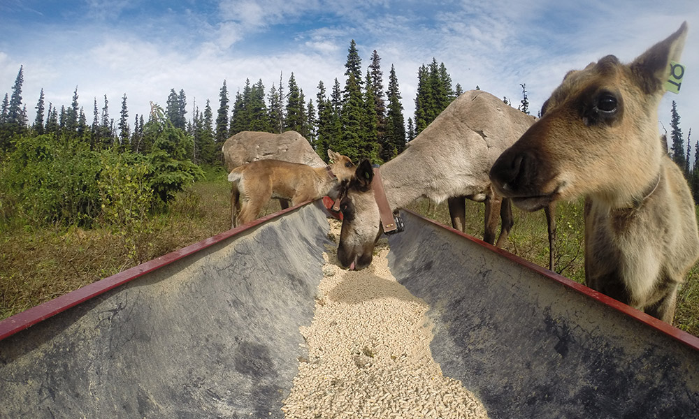 A photo of Klinse-Za caribou feeding.