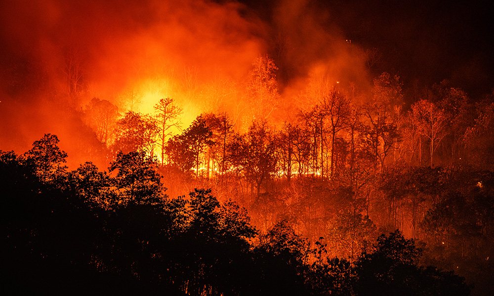 A photo of a forest wildfire