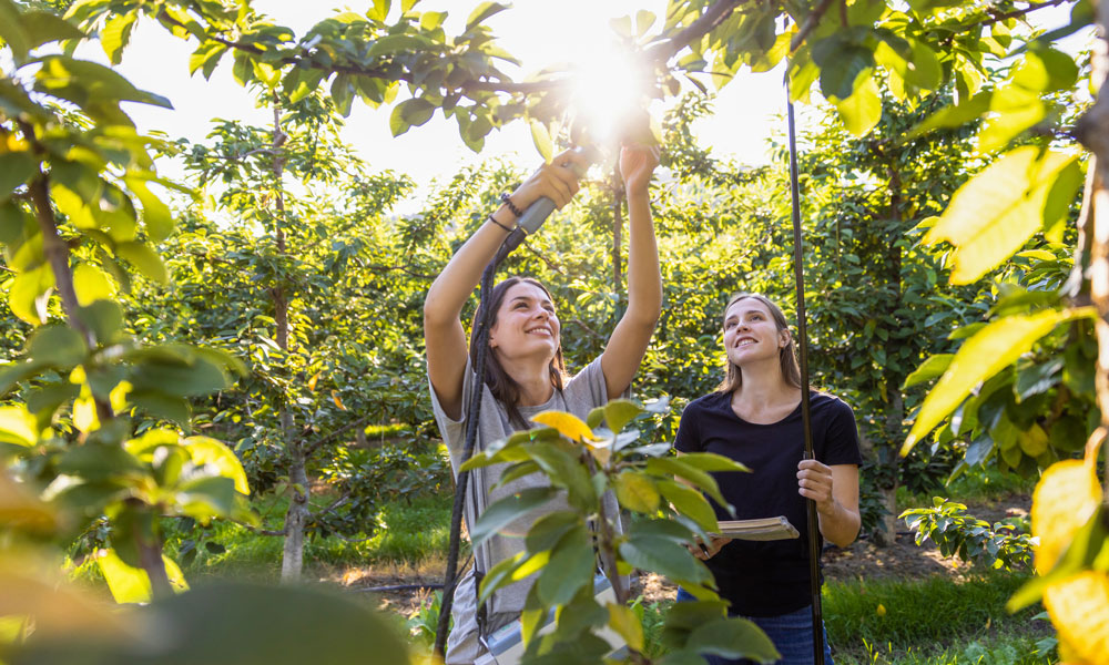 Ava Bakala and Elizabeth Houghton test photosynthesis of the cherries on a tree using a specialized tool