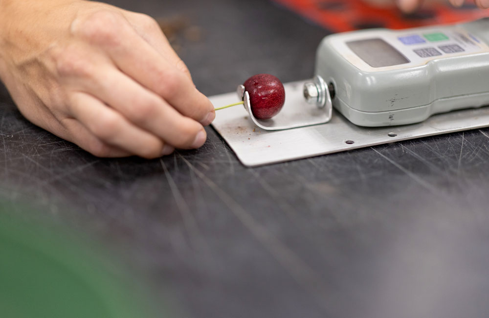 A cherry is placed in measurement tool while a hand pulls the stem to measure the force