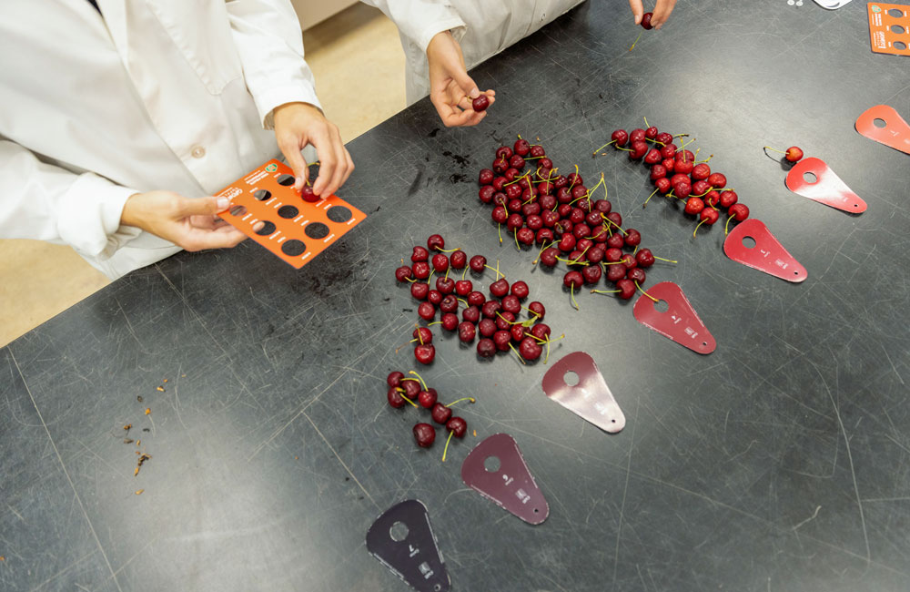 A top view of cherries being sorted into seven different colour groups
