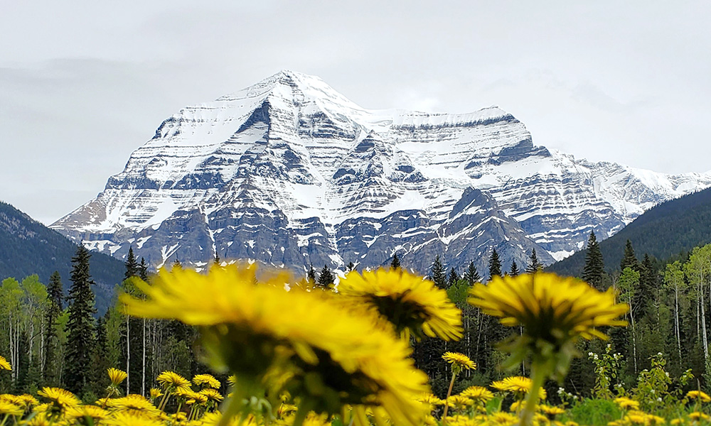 A photo of Mount Robson with yellow flowers in the foreground