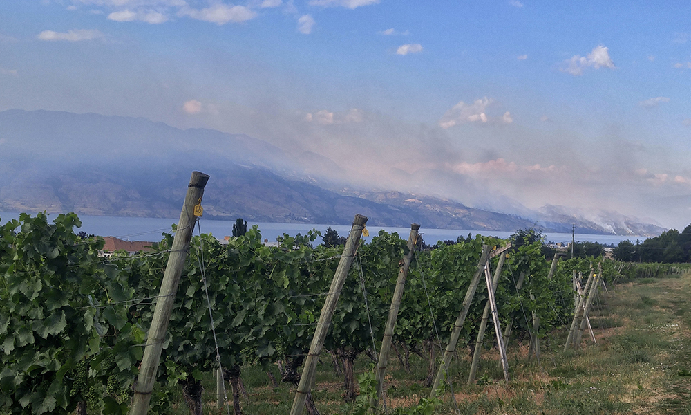 A vineyard with a Forest Fire burning on the mountain beyond it in West Kelowna, British Columbia, Canada