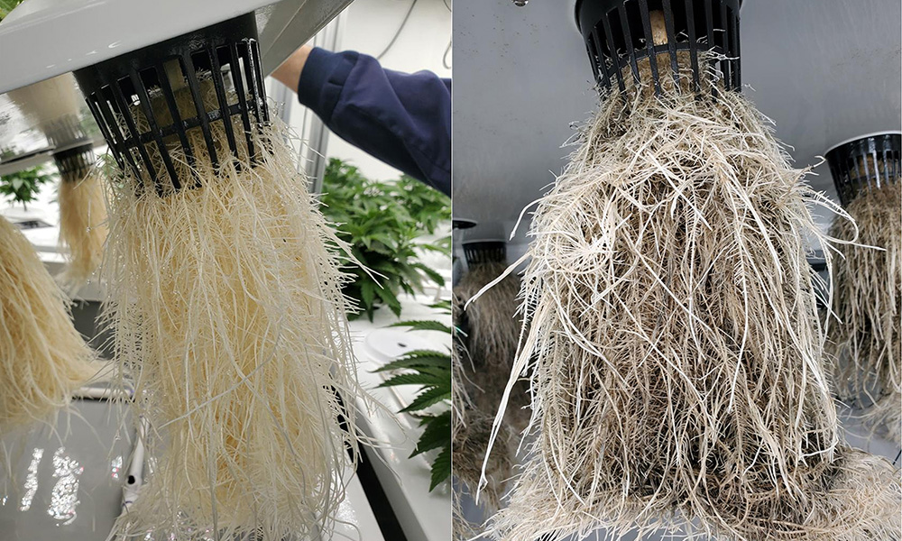 A photo of healthy and rotting cannabis roots