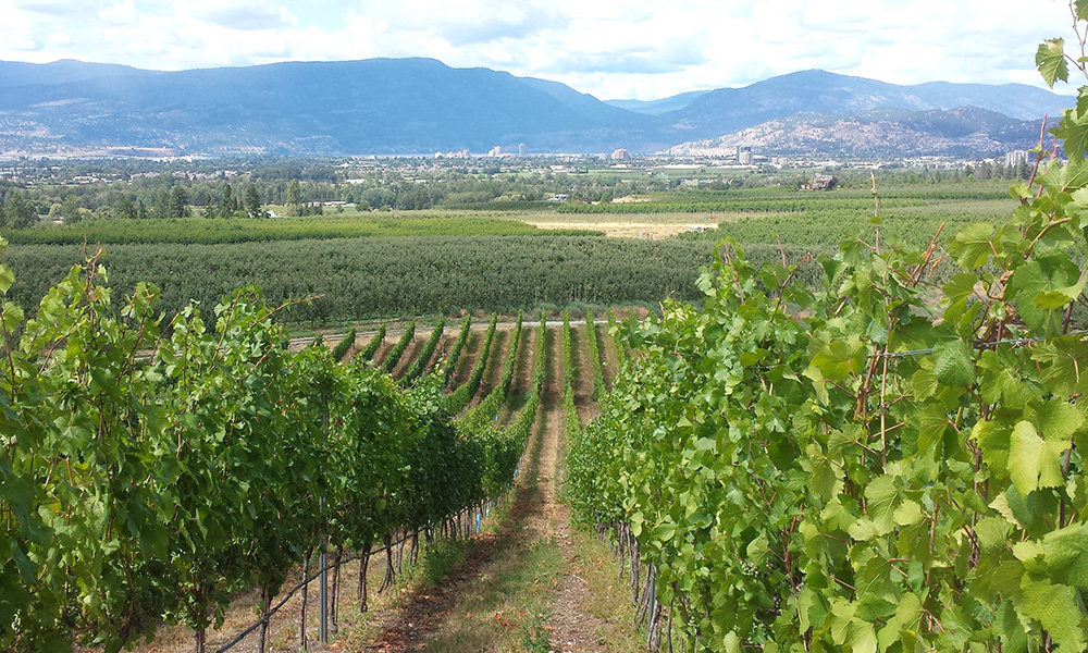 An image of rows of grape vines descending down a mountainside in the Okanagan