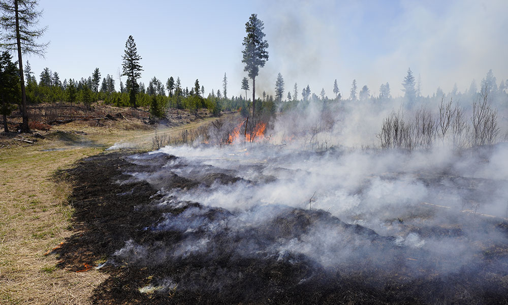 A grassland being burned - the ground is black and smoke rises from the ground