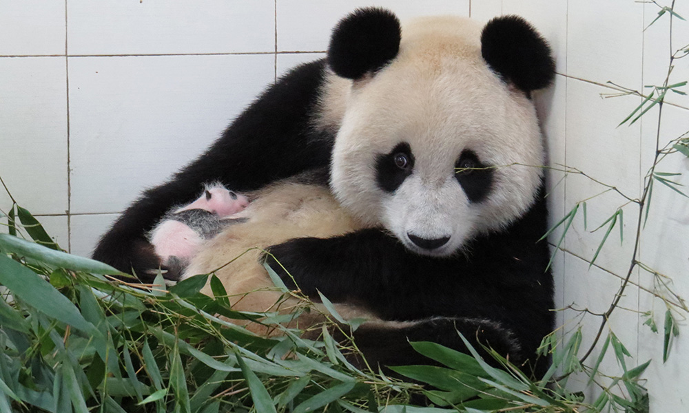 A photo of a mother panda and a newborn cub. 