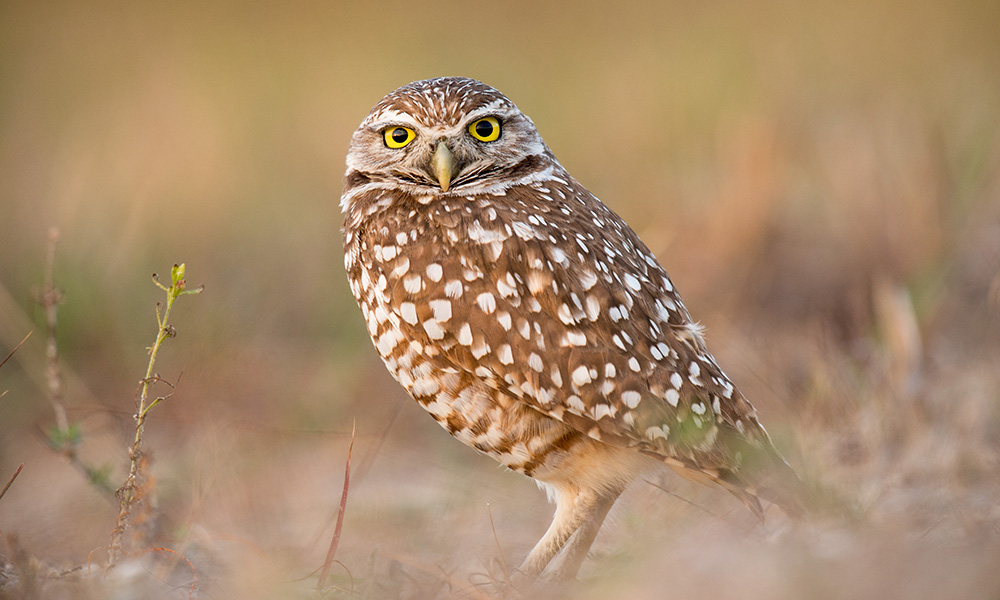 A burrowing owl keeps an alert eye on anything that moves around its burrow.
