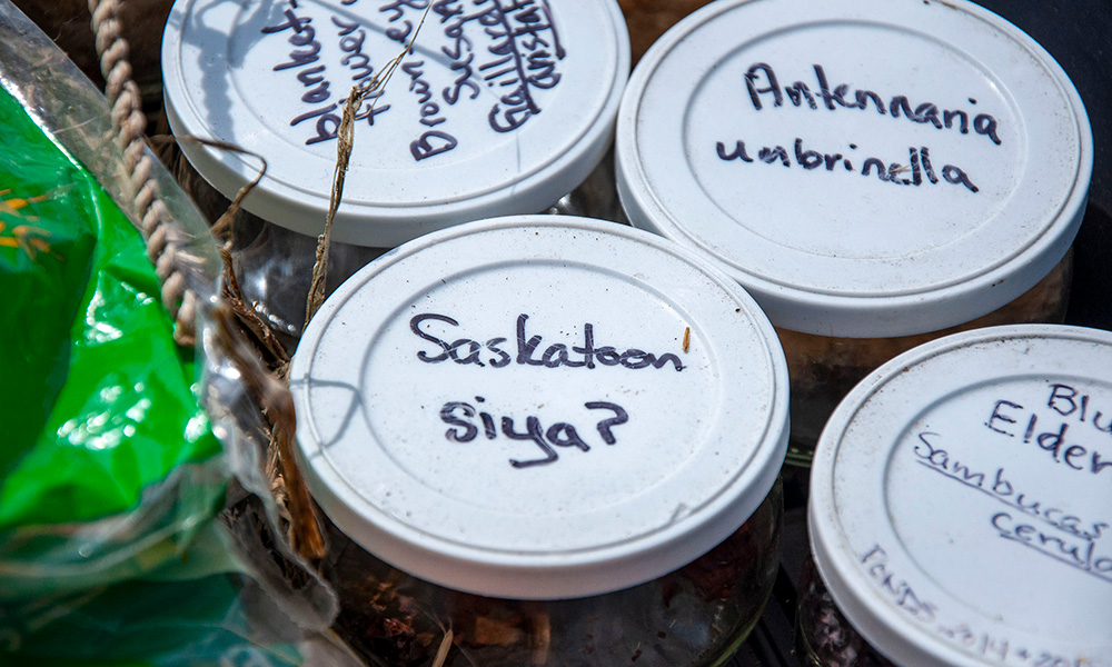 A closeup of jars that have plant names on them; saskatoon siya is focused on by the camera