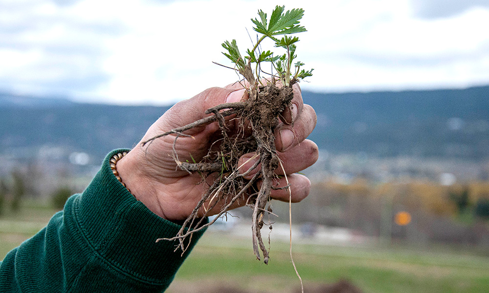 A close up of a weed complete with its roots showing