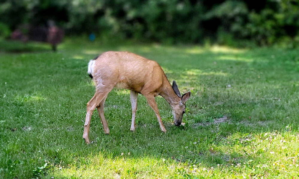 A photo of a small deer eating grass