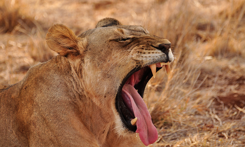 A photo of a lion yawning 