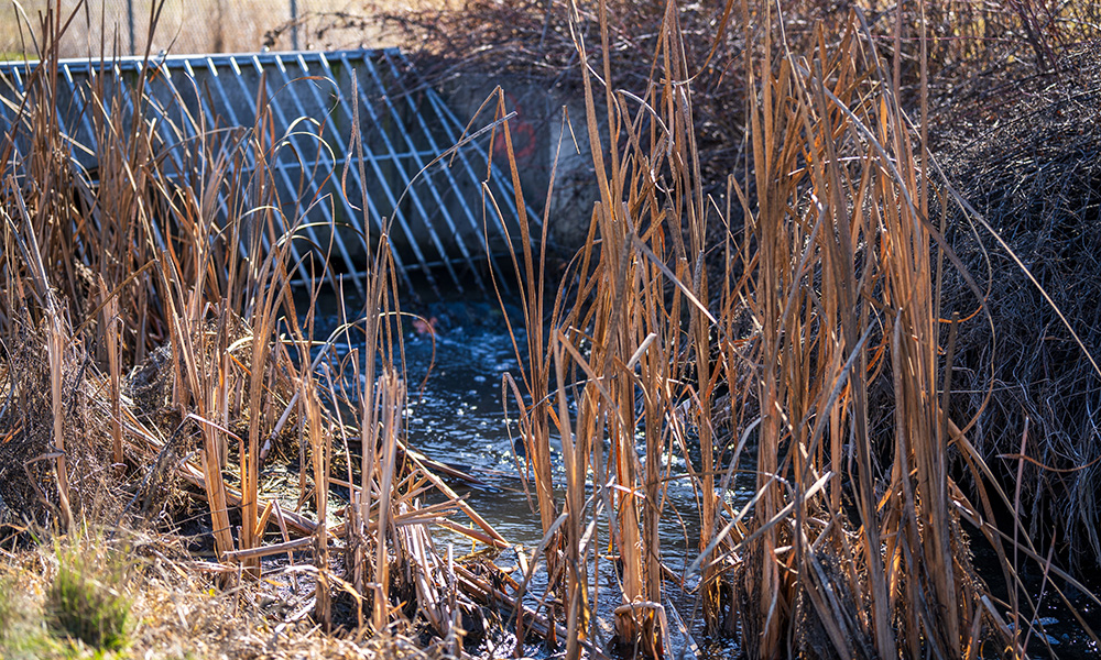 A close up of a running stream running out of a metal grate. Reeds are seen among the edges of the waterway.