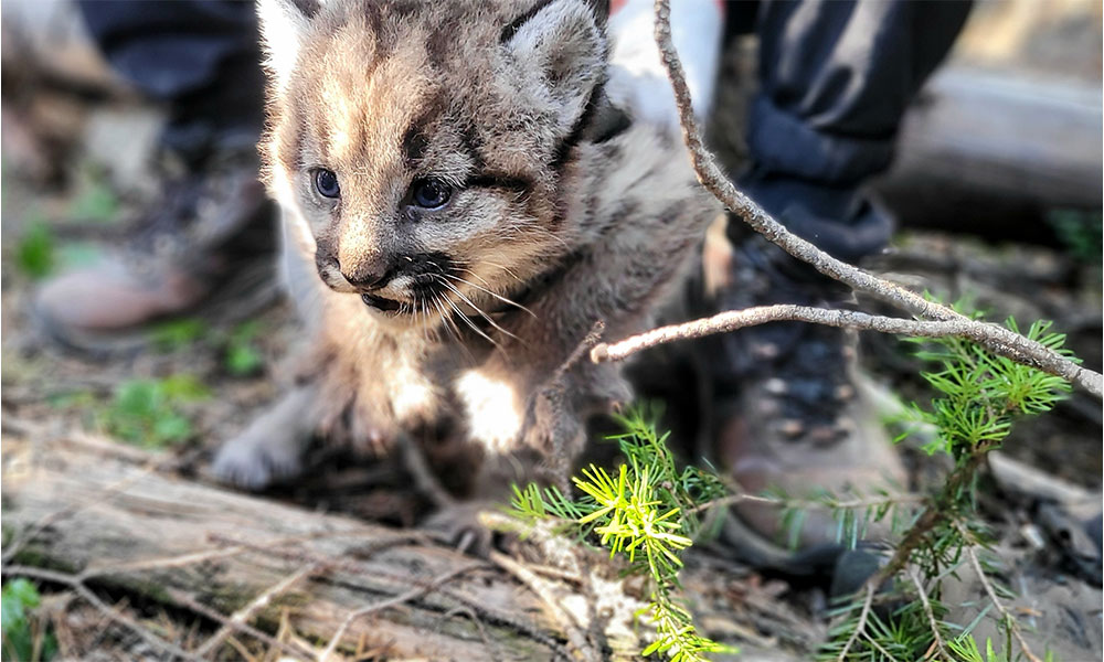 A close-up photo of a cougar kitten in the wild.