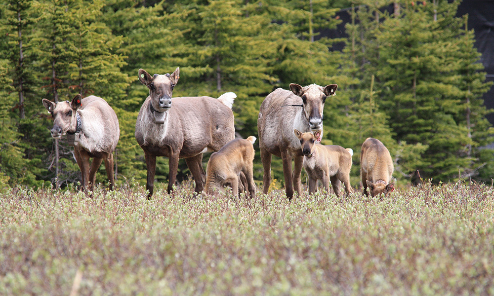 A photo of a herd of southern mountain caribou that includes adults and calves.