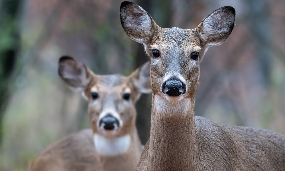 A photo of two white-tail deer staring directly into the camera