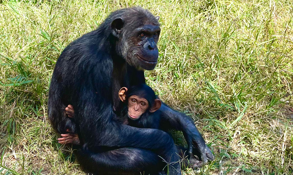 A photo of a chimpanzee mother and its infant. 