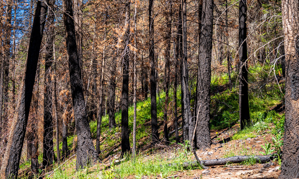 A sloped hillside filled with burned trees still standing, with the leaves of the trees all burned and dead